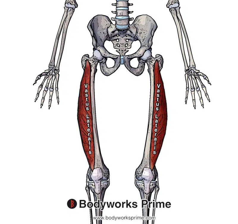 Image of the vastus lateralis muscle