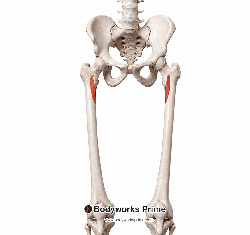 vastus medialis anterior origins
