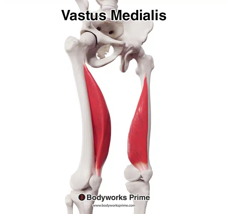 Vastus medialis muscle anterolateral view