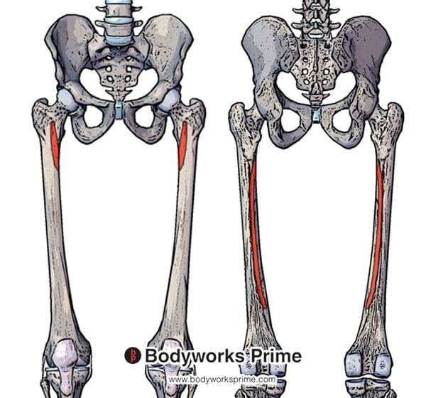 Vastus Medialis Muscle Flashcards - Bodyworks Prime