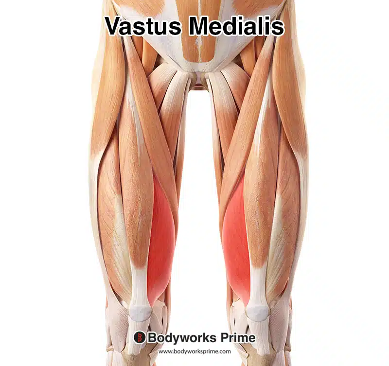 Vastus medialis muscle highlighted in red from a superficial view