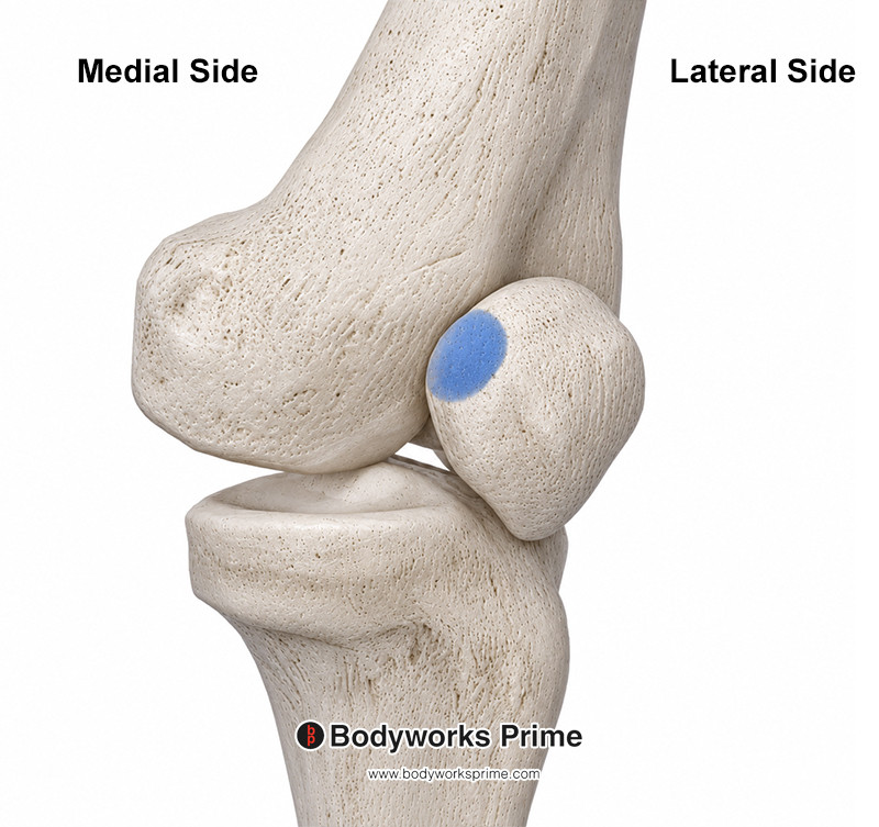 vastus medialis insertion on the medial side of the patella