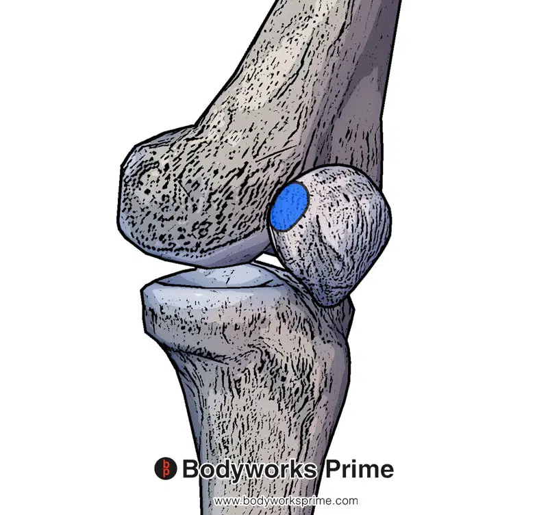 Image of the vastus medialis insertion on the medial side of the patella