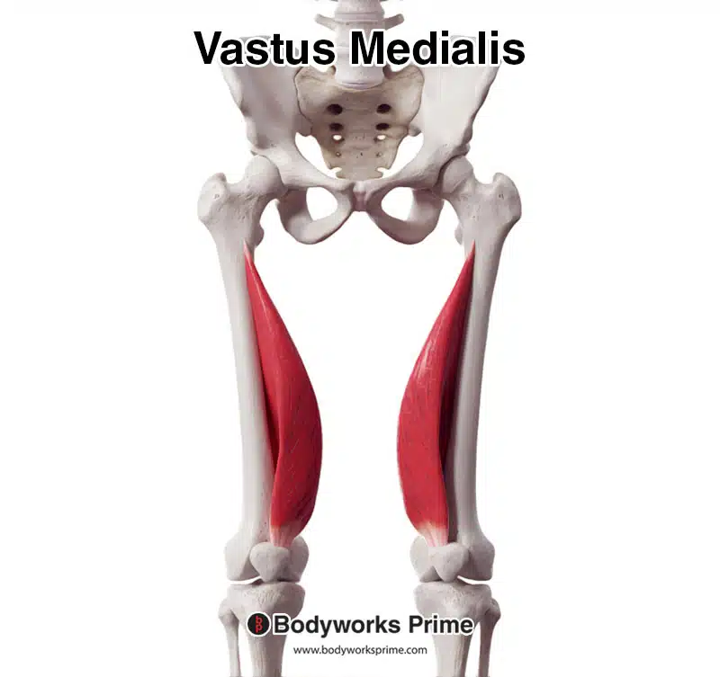 Vastus medialis muscle anterior view