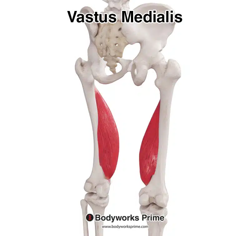 Vastus medialis muscle posterior view