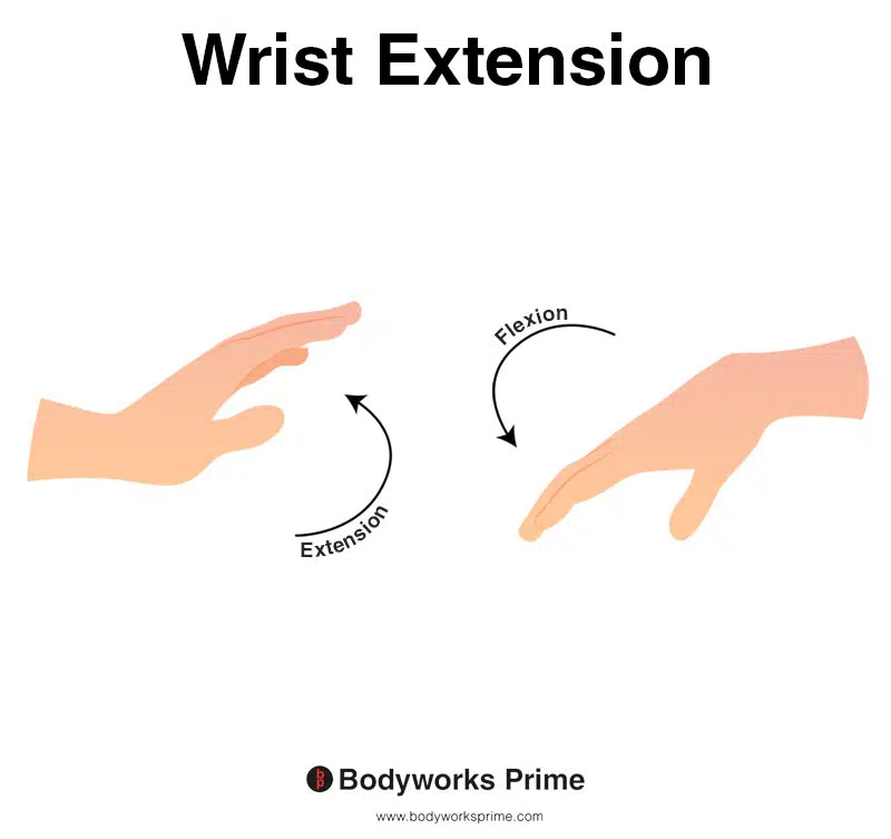 Image shows an arm demonstrating the movement of wrist extension.