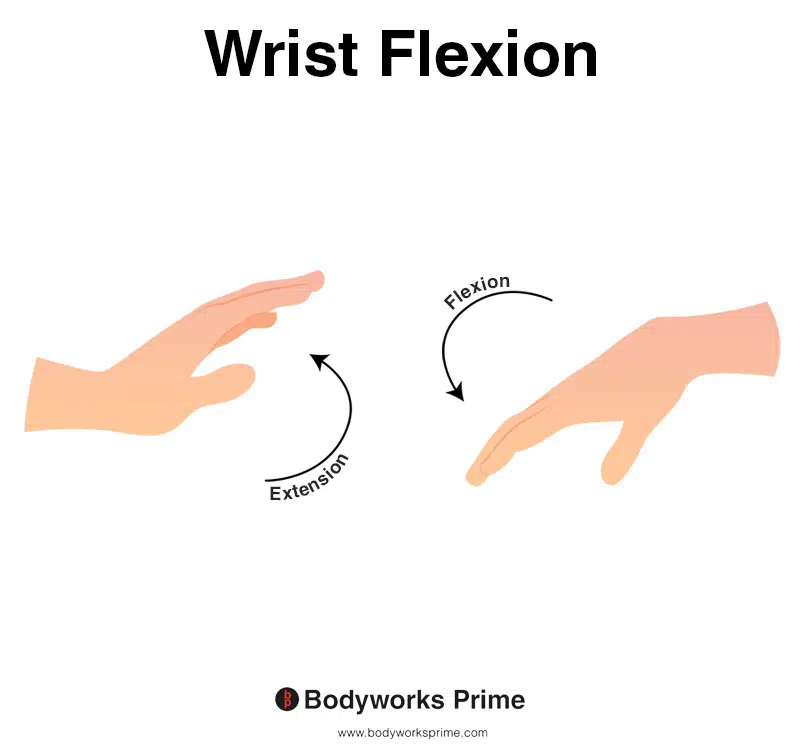 Image shows an arm demonstrating the movement of wrist flexion.