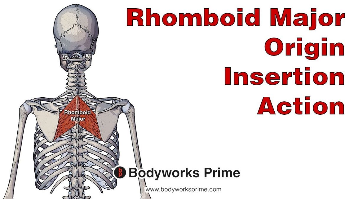 Rhomboid Major Muscle Anatomy video thumbnail