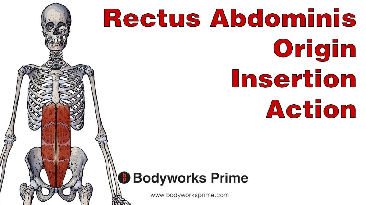 Rectus Abdominis Muscle Anatomy video thumbnail