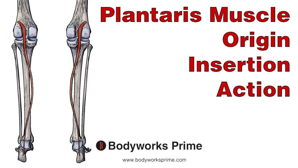 Plantaris Muscle Anatomy video thumbnail