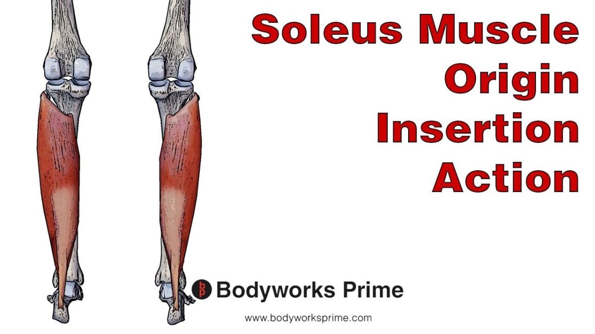 Soleus Muscle Anatomy video thumbnail