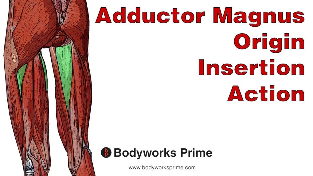 Adductor Magnus Muscle Anatomy video thumbnail