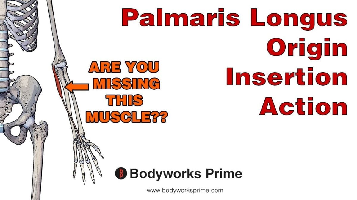 Palmaris Longus Muscle Anatomy video thumbnail