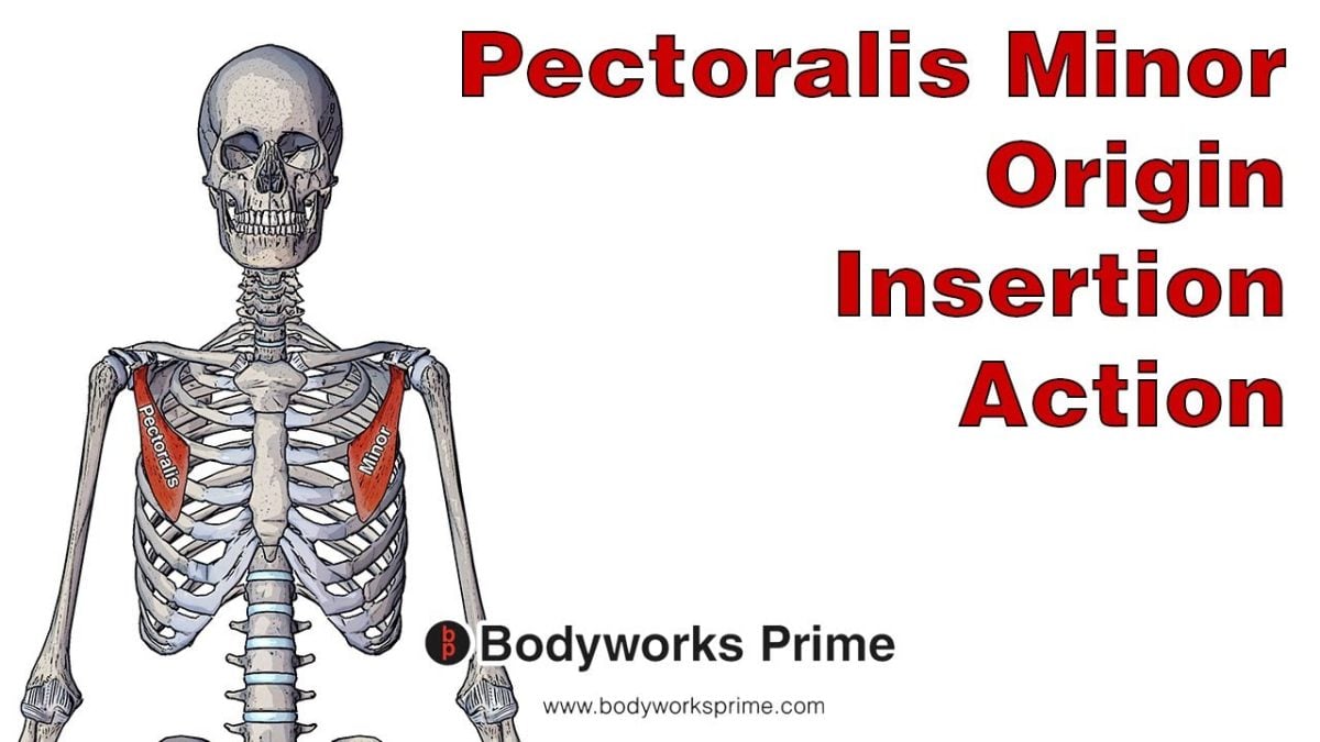 Pectoralis Minor Muscle Anatomy video thumbnail