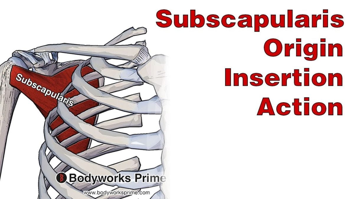Subscapularis Muscle Anatomy video thumbnail
