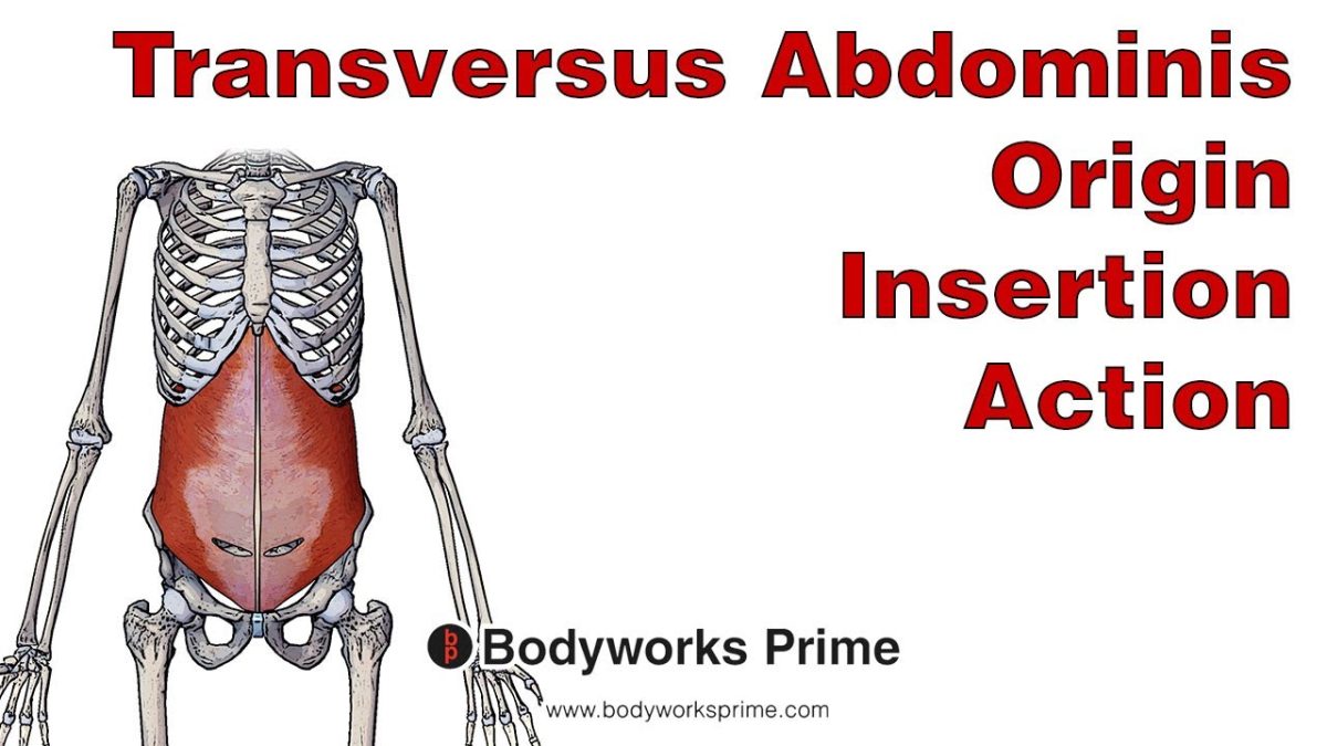 Transversus Abdominis Muscle Anatomy video thumbnail